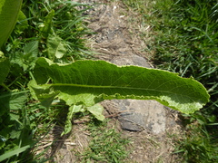 Armoracia rusticana, photograph jamie-aa, CC BY, iNaturalist via GBIF