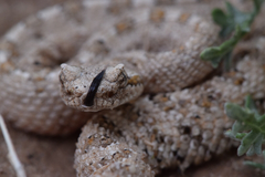 Crotalus cerastes laterorepens