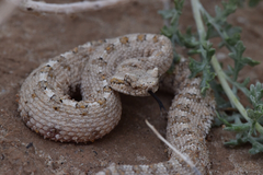 Crotalus cerastes laterorepens