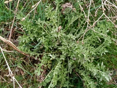 Centaurea virgata squarrosa