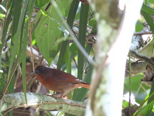 Red-crowned Ant-Tanager