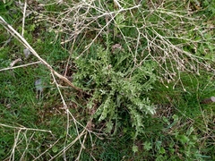 Centaurea virgata squarrosa