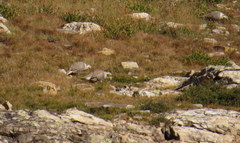 Tetraogallus himalayensis