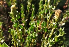 Pegolettia baccaridifolia