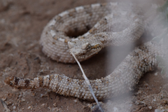 Crotalus cerastes laterorepens
