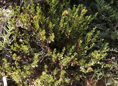 Pegolettia baccaridifolia