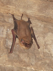 Taphozous longimanus