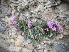 Asperula arcadiensis