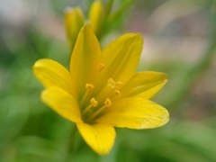 Gagea tenera