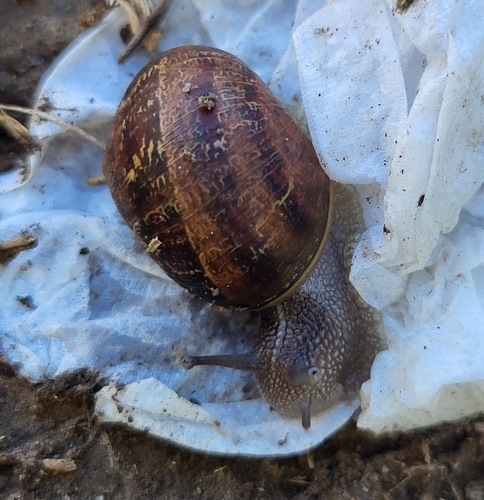Cornu aspersum