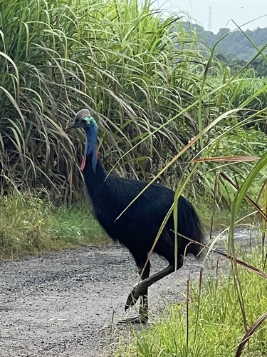 Southern Cassowary (Casuarius casuarius), photo 8