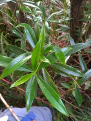 Daphne arisanensis