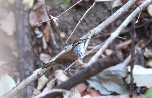 Banded Wren (Thryophilus pleurostictus), photo 8
