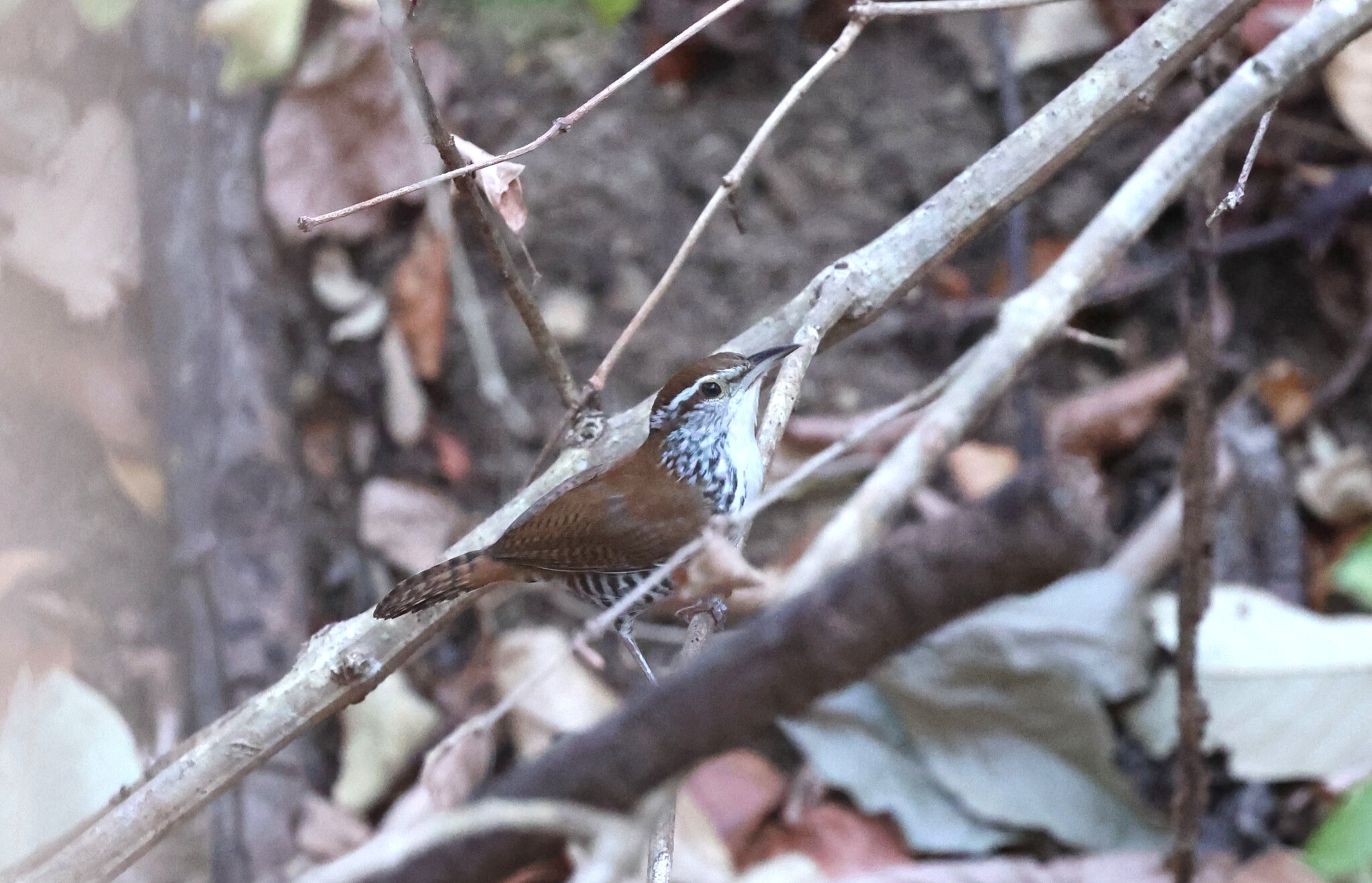 Banded Wren (Thryophilus pleurostictus), photo 4