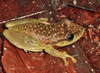 Boeseman's Snouted Tree Frog - Photo (c) Tom Murray, some rights reserved (CC BY-NC), uploaded by Tom Murray