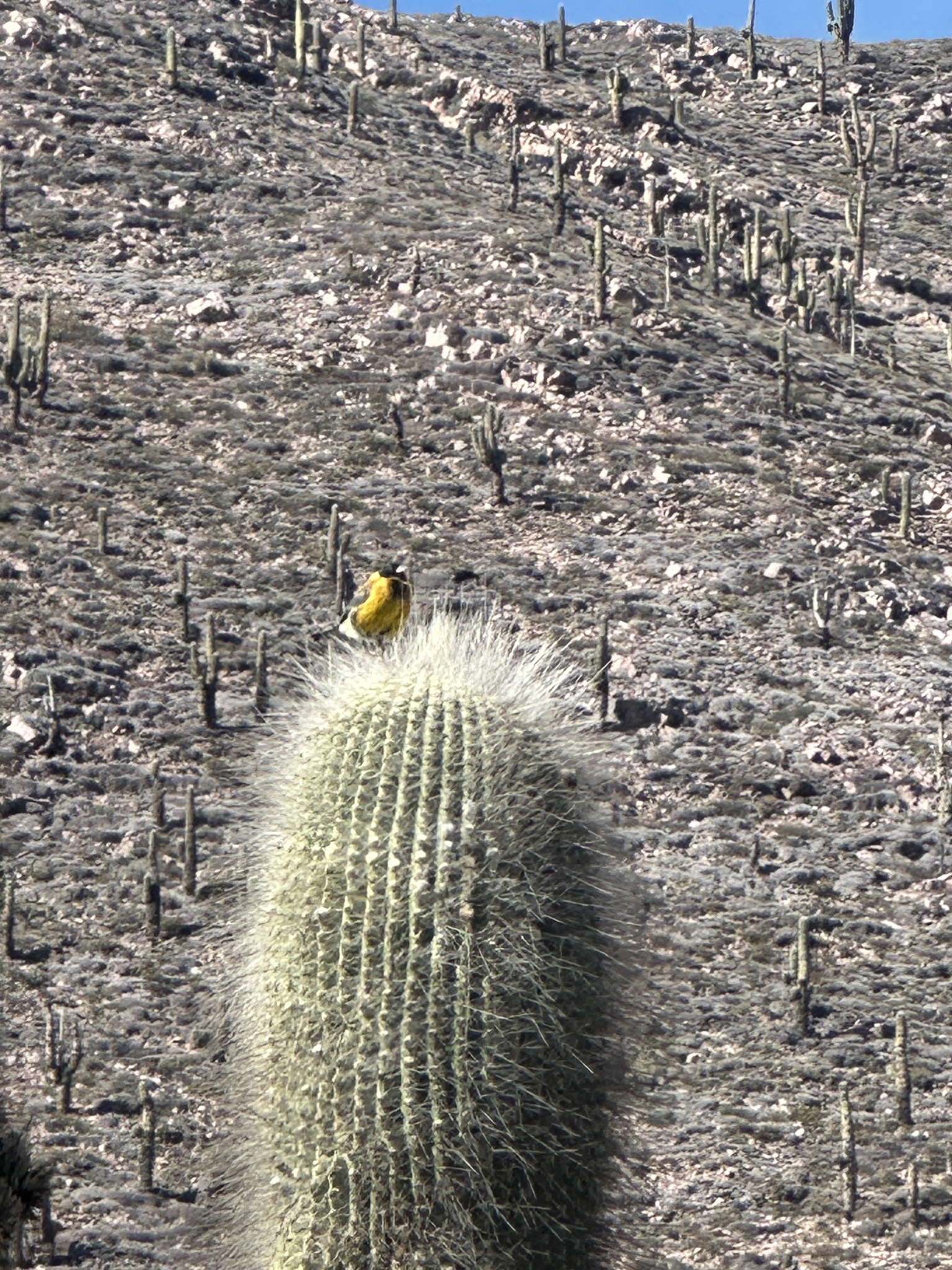 Black-hooded Sierra Finch (Phrygilus atriceps), photo 8