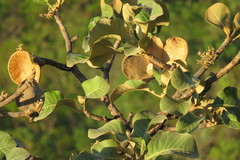 Aspidosperma macrocarpon