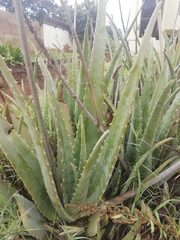 Aloe vera