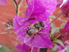 Eristalis tenax
