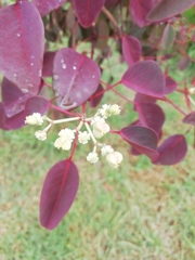 Euphorbia cotinifolia