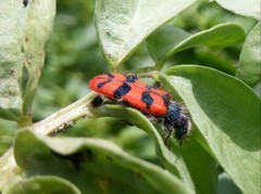 Trichodes umbellatarum