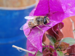Eristalis tenax