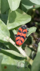 Trichodes umbellatarum