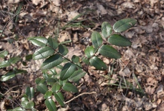 Berberis aquifolium