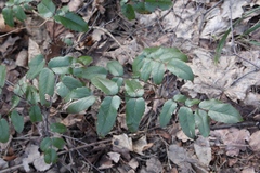Berberis aquifolium