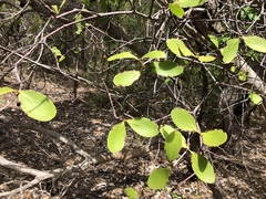 Muellerina celastroides