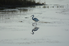 Egretta thula × tricolor