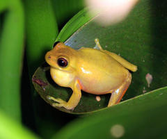 Dendropsophus carnifex