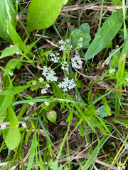 Limnosciadium pumilum