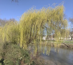 Salix × sepulcralis