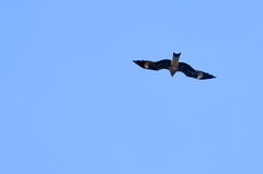 Milvus migrans