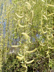 Salix × sepulcralis