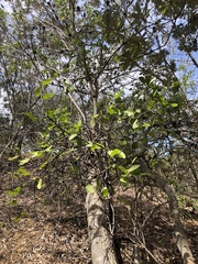 Muellerina celastroides