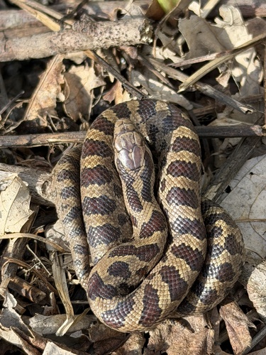 Prairie Kingsnake