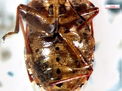 Podisus serieventris