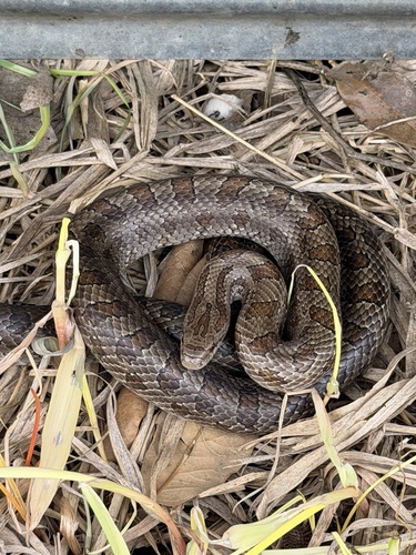 Prairie Kingsnake