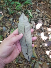 Virola allenii