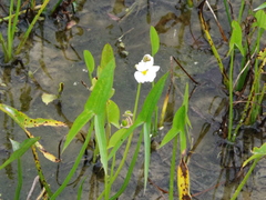 Sagittaria trifolia