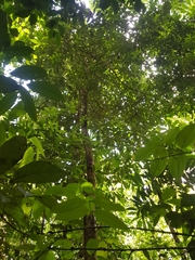 Virola allenii