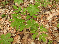 Actaea pachypoda