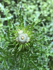 Cirsium nuttalii image