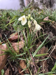 Cardamine kitaibelii