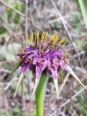 Tragopogon porrifolius