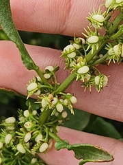 Rumex dentatus, photograph (c) Jackie T, some rights reserved (CC BY)