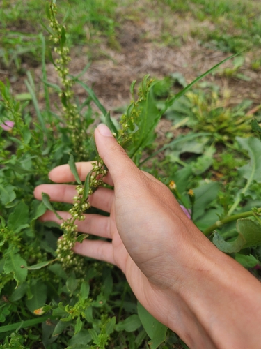 Rumex dentatus, photograph 5
