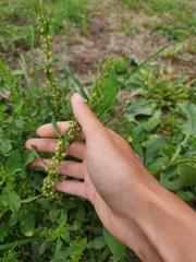 Rumex dentatus, photograph (c) Jackie T, some rights reserved (CC BY)